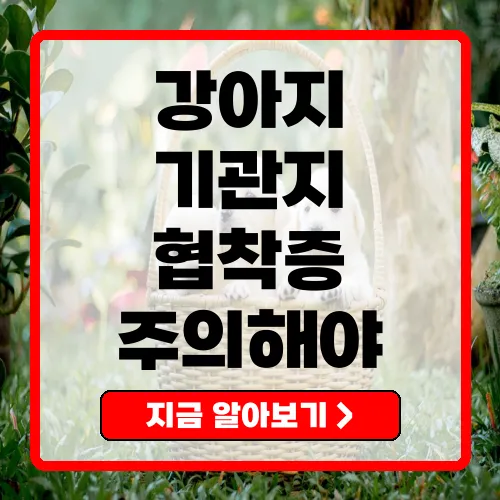 강아지기관지협착증 원인, 증상 및 치료 방법