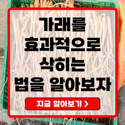 가래 삭히는 법 효과적인 방법과 관리 팁