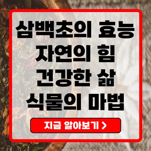 삼백초의 효능과 부작용 건강을 지키는 자연의 힘