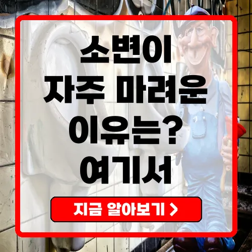 소변 자주 마려움 원인과 관리 방법 완벽 가이드