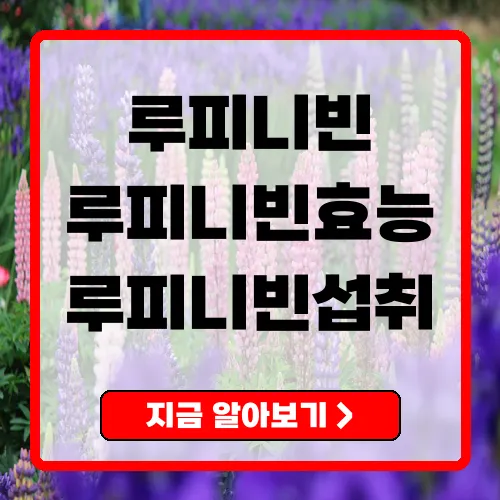 루피니빈(루핀콩) 완전 가이드 영양·효능·섭취법부터 레시피까지