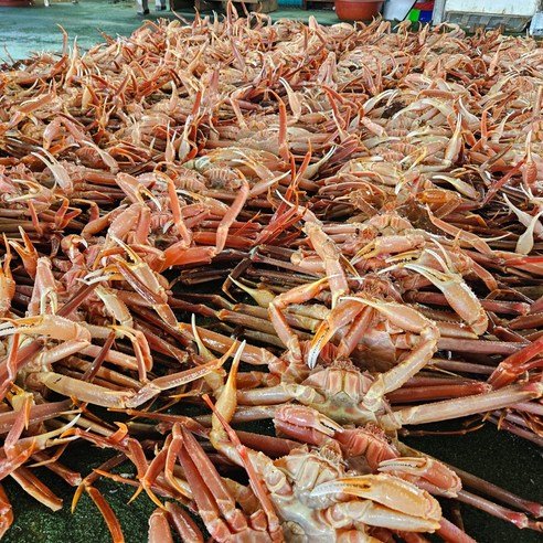 산지직송 국산 영덕 대게 포항 자숙 찜 - 대게 상품 이미지